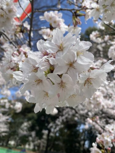 2022年春。東京・上野公園の桜