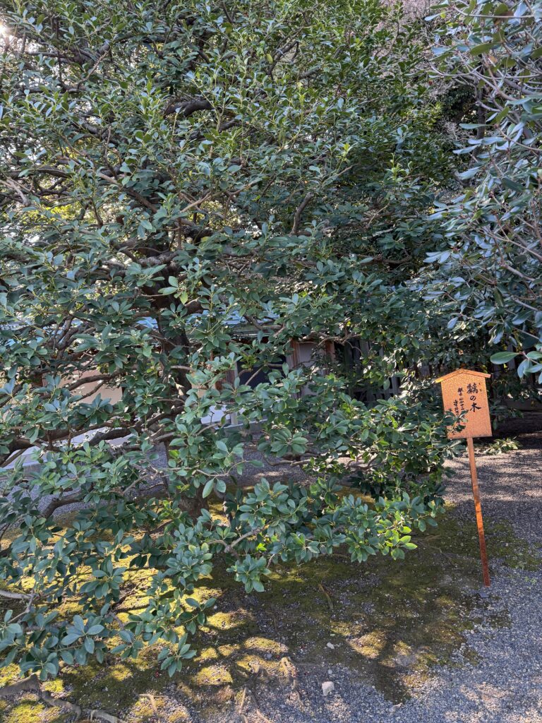 靖国神社，トチの木